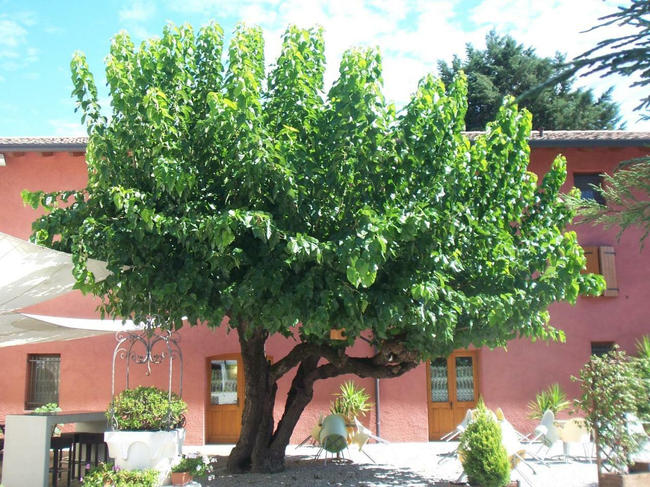 Agriturismo Al Casale Кодроїпо Екстер'єр фото